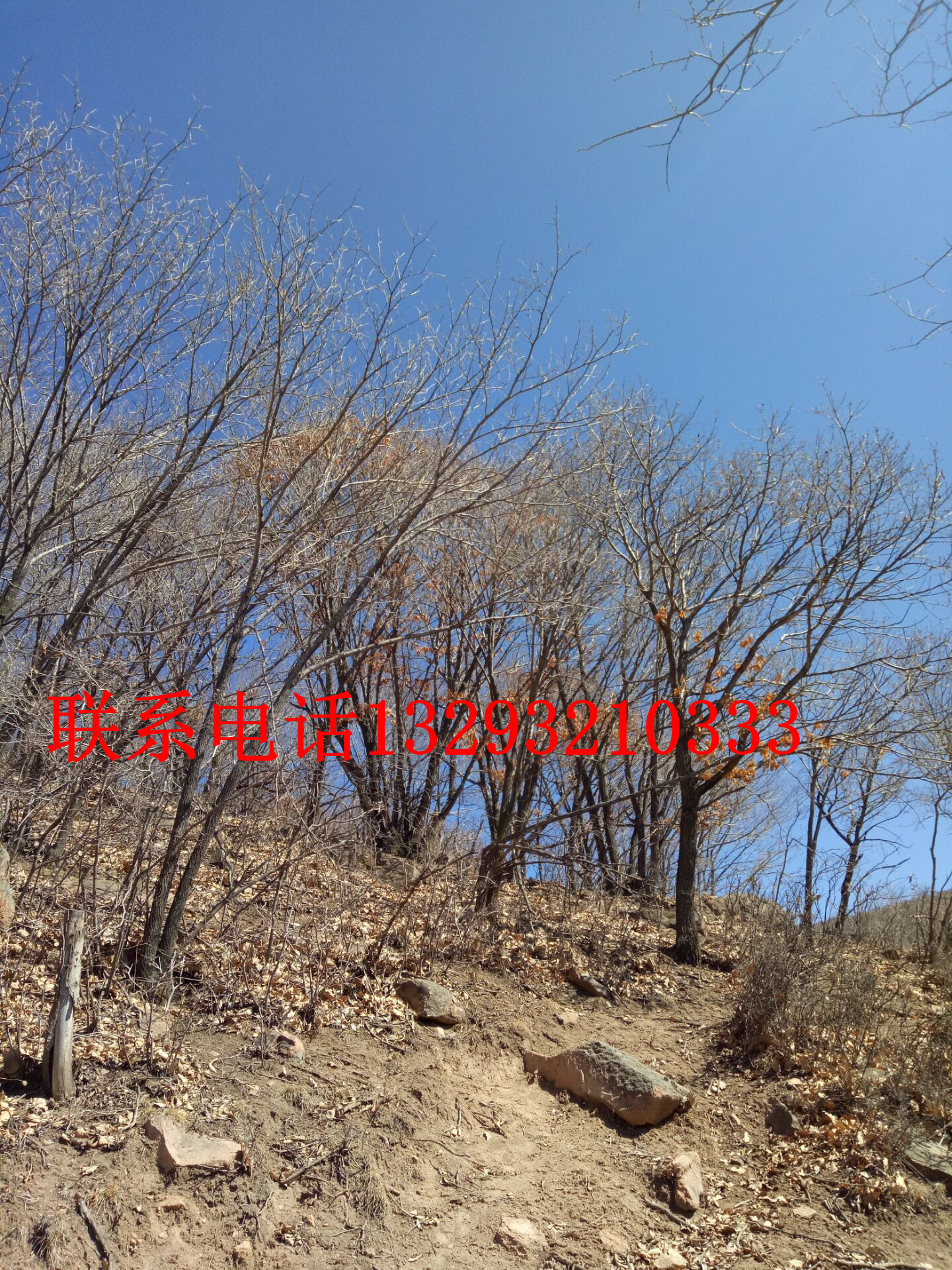 河北蒙古櫟批發(fā) 河北蒙古櫟苗木基地 河北蒙古櫟訂購