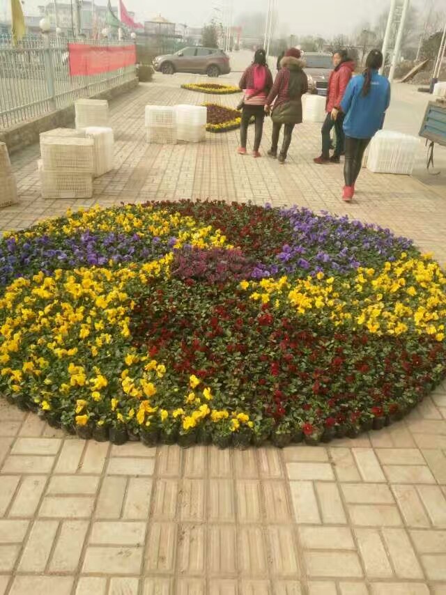 西安廣場花壇草花出售，基地自產(chǎn)自銷，量大從優(yōu)