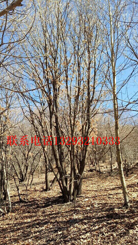 北京蒙古櫟供應(yīng)商 北京蒙古櫟訂購(gòu) 北京蒙古櫟批發(fā)