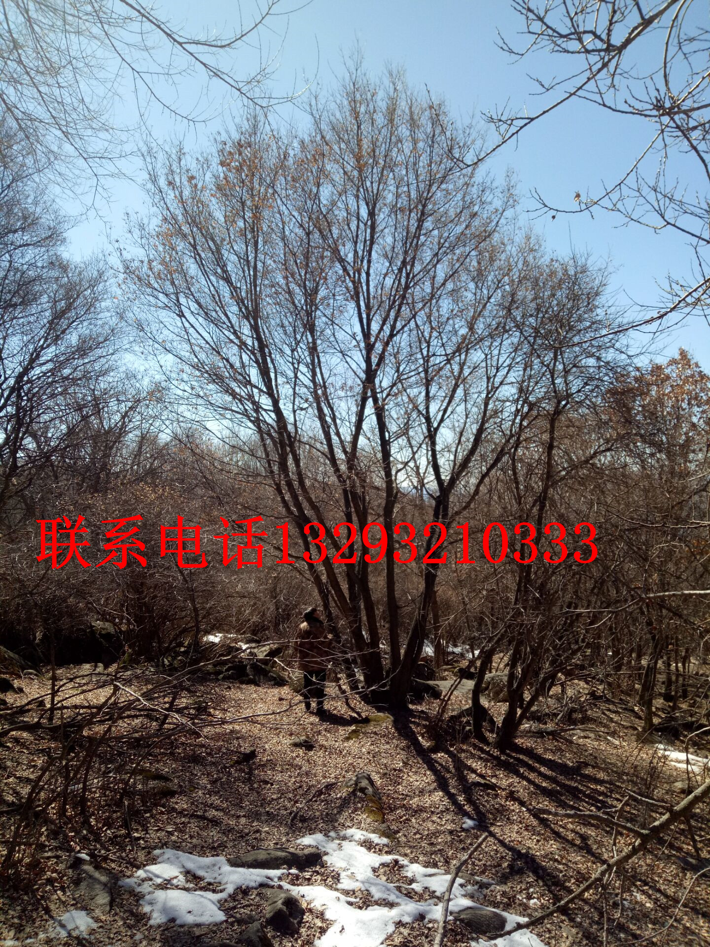 北京蒙古櫟供應(yīng)商 北京蒙古櫟訂購(gòu) 北京蒙古櫟批發(fā)