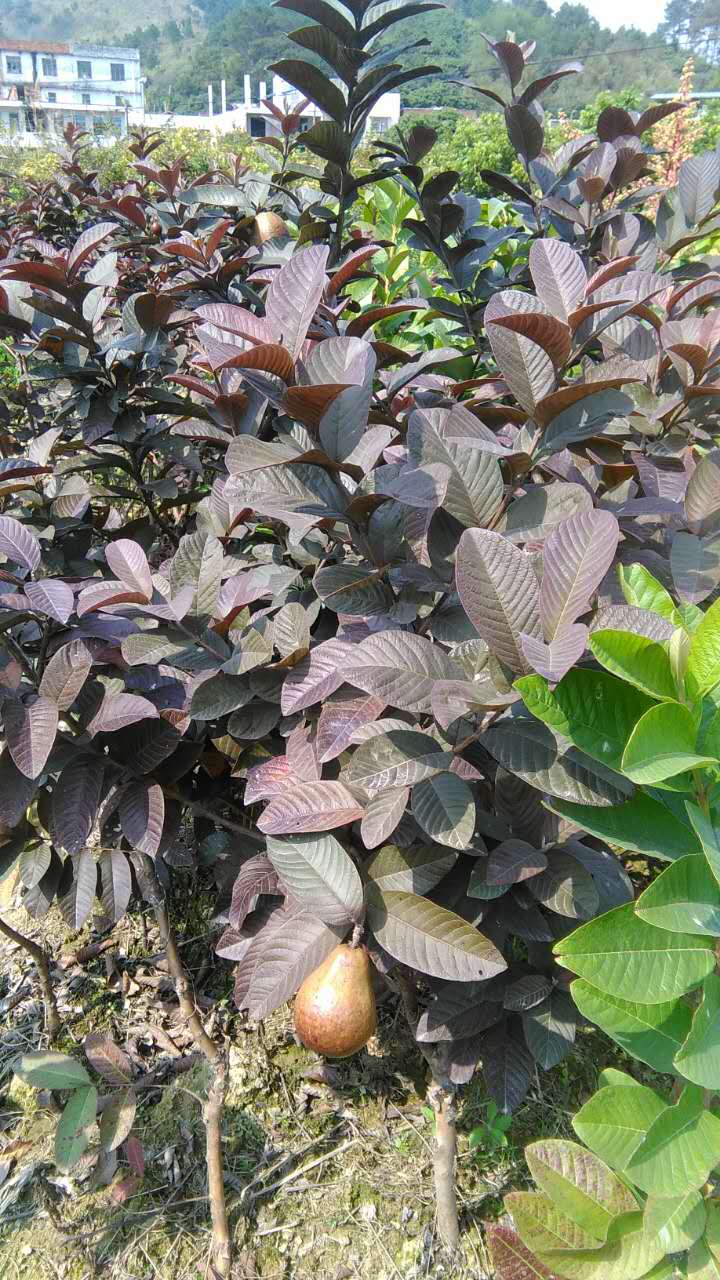臺(tái)灣西瓜巴樂(lè)番石榴