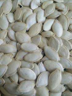 大量收購西葫蘆籽，報廢西葫蘆籽，西葫蘆籽價格，出售西葫蘆籽