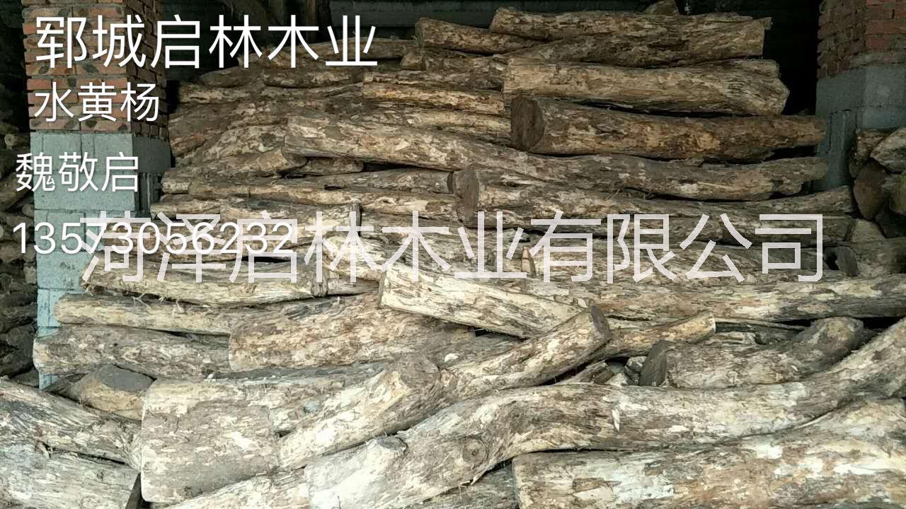 供應(yīng)于工藝品/木雕的黃楊木/優(yōu)質(zhì)大徑黃楊木/優(yōu)質(zhì)黃楊木大量批發(fā)