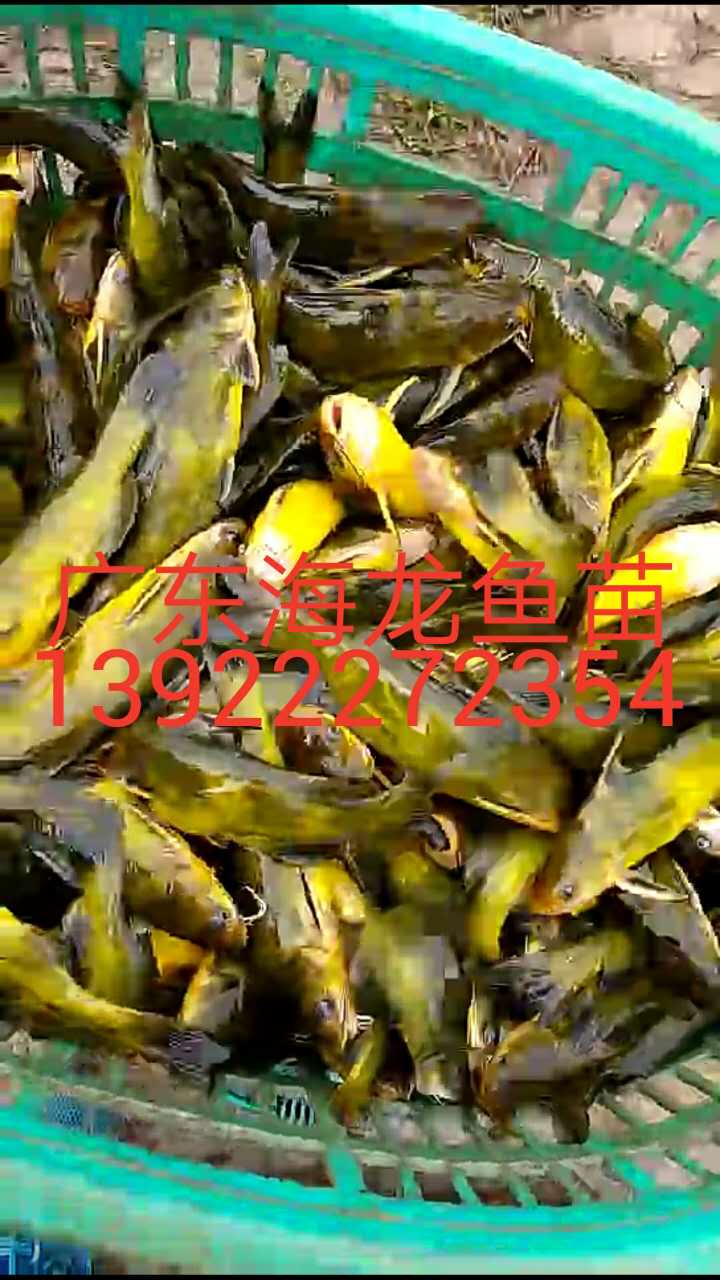 廣東黃顙魚(yú)供貨商、供應(yīng)黃顙魚(yú)出售、黃顙魚(yú)養(yǎng)殖基地直銷