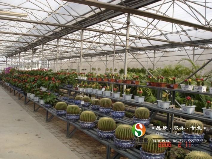 多肉植物種植大棚 河南多肉植物大棚 鄭州溫室大棚建設(shè) 湖北大棚