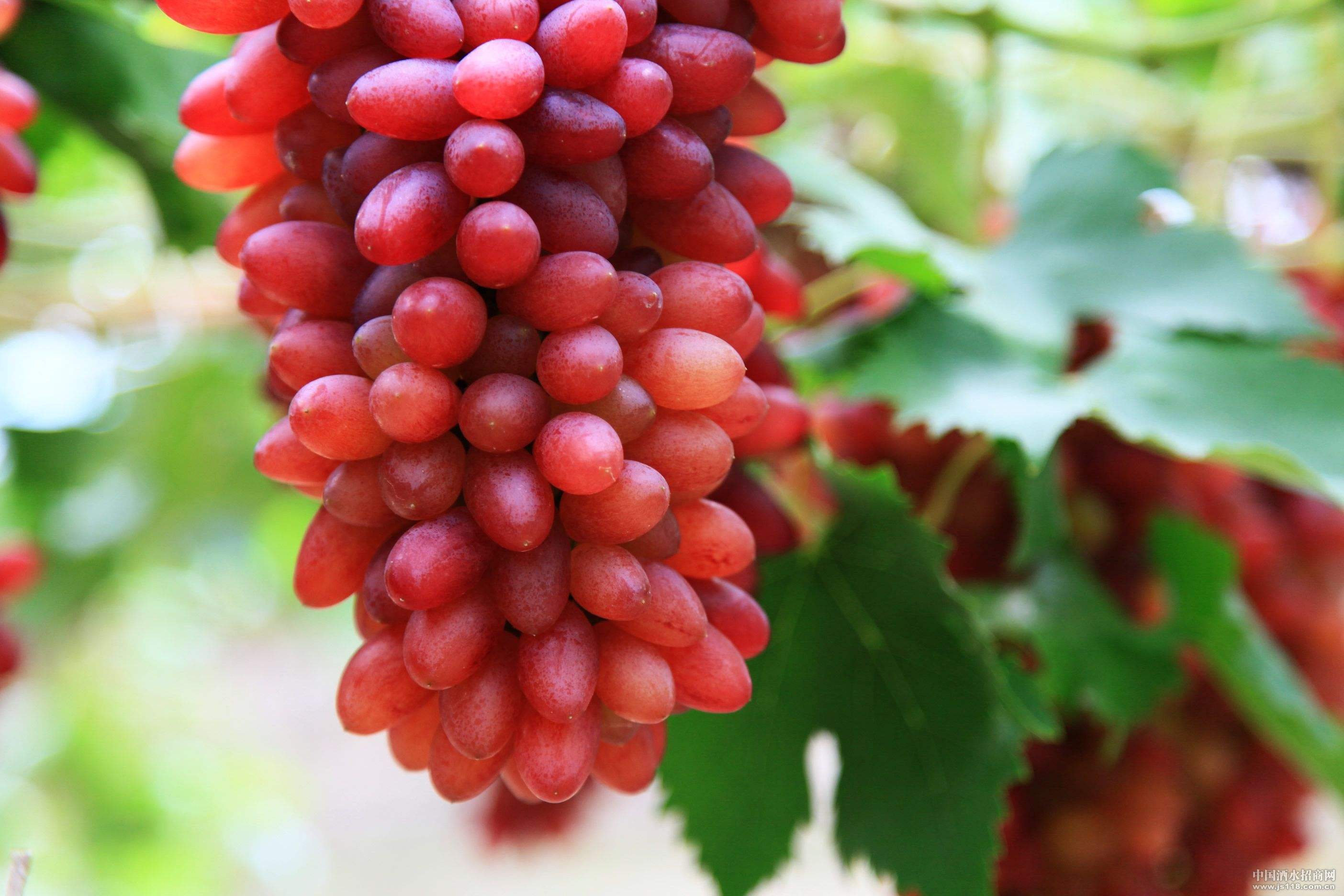 葡萄肥料地福來生物肥 地福來生物肥葡萄用