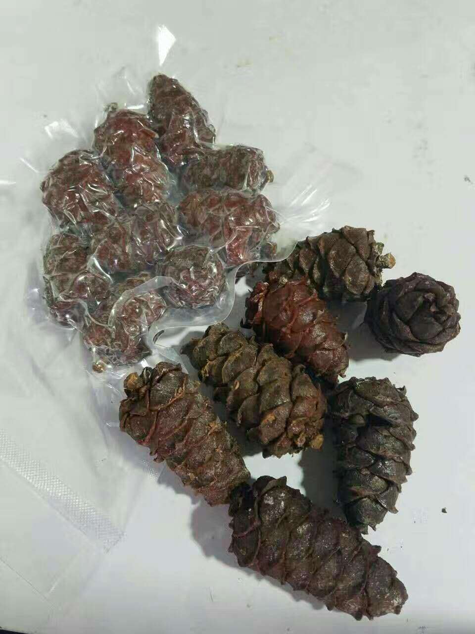 偃松松子