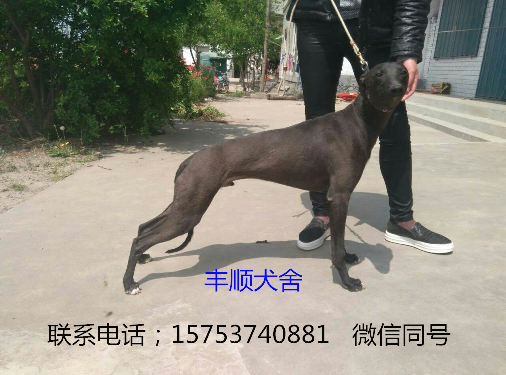 出售上場格惠和惠比特靈緹格力犬