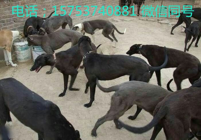 出售上場格惠和惠比特靈緹格力犬
