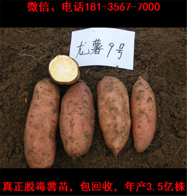 洛陽(yáng)高產(chǎn)紅薯苗