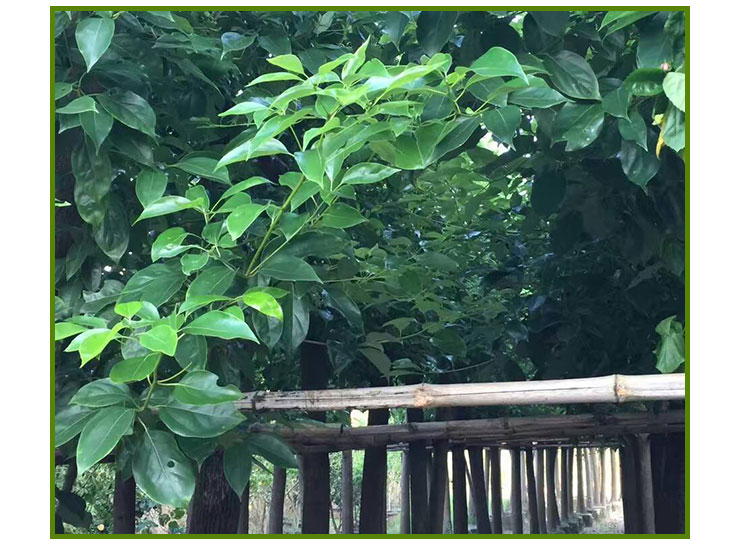 香樟樹(shù)供應(yīng)，香樟樹(shù)批發(fā)報(bào)價(jià)，福建香樟樹(shù)種植基地，福建哪里有香樟樹(shù)出售