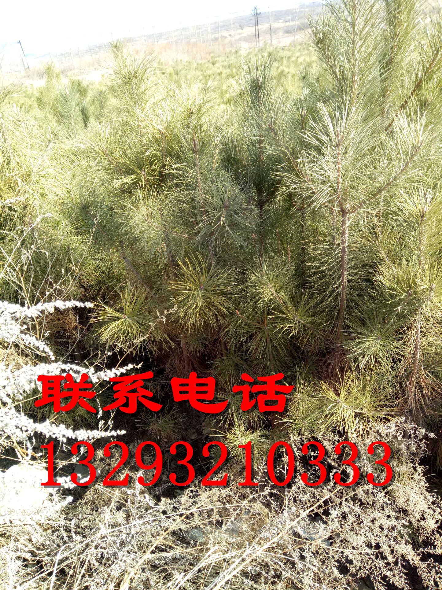 河北油松種植基地 河北油松供貨商 河北油松批發(fā)1-10米