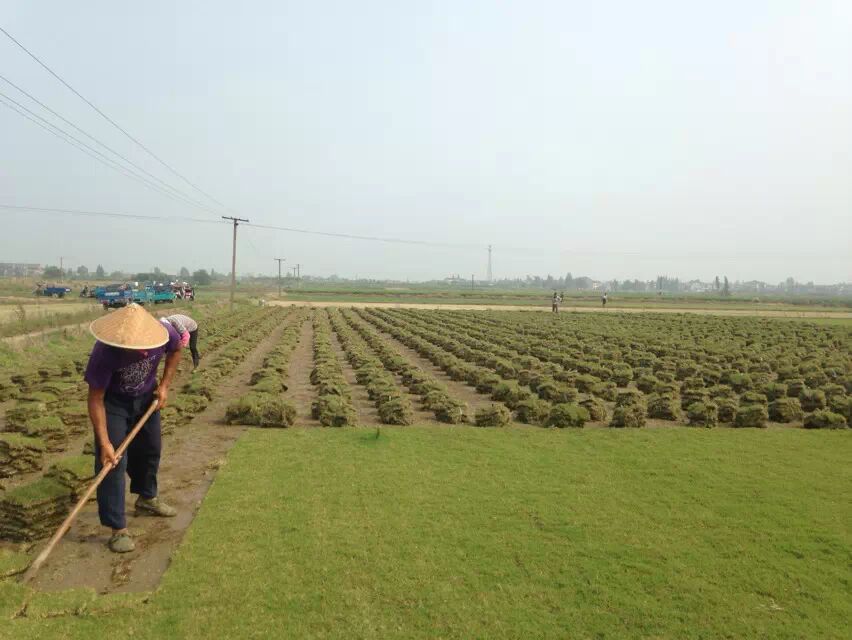 江蘇青青草坪種植基地供應(yīng)百慕大