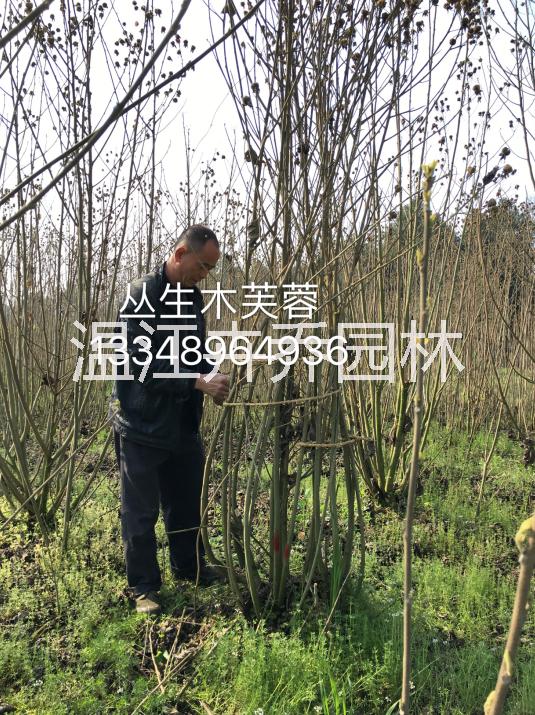 獨(dú)桿木芙蓉供應(yīng)、叢生木芙蓉批發(fā)、木芙蓉報(bào)價(jià)