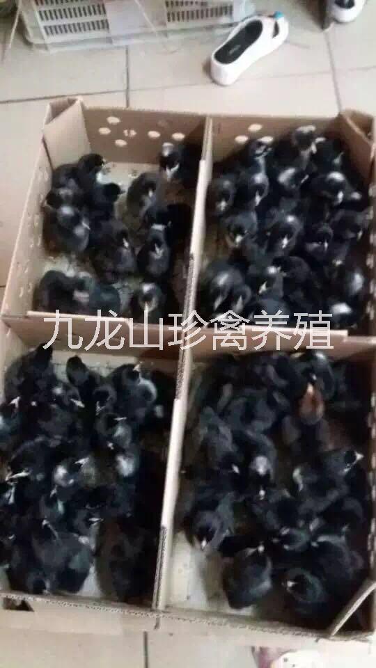 蘆花雞苗
