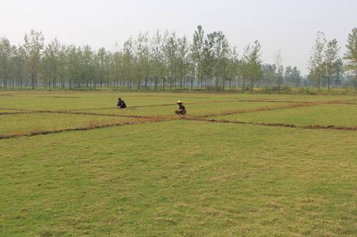 青山東四季青草皮有限公司-----草坪報(bào)價(jià)----天然草坪