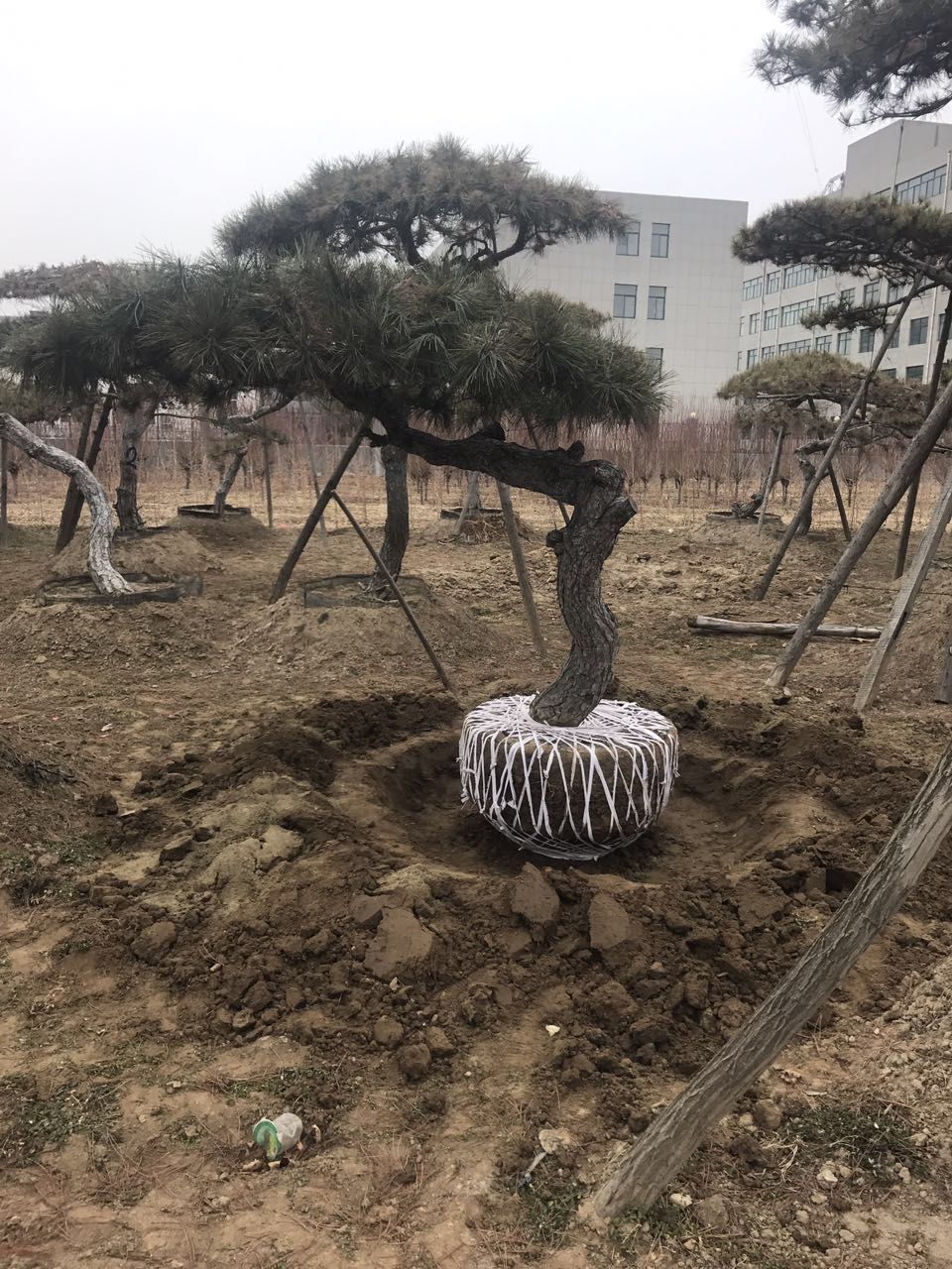 山東造型油松價(jià)格 山東造型油松規(guī)格 山東造型油松種植技術(shù)