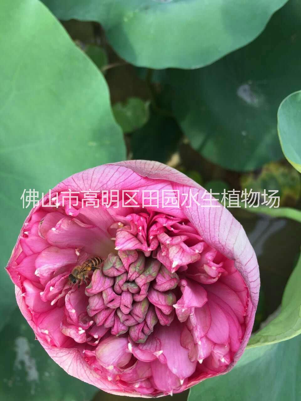 觀賞荷花 觀賞荷花和復瓣及重瓣荷花