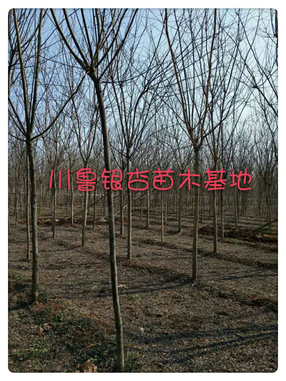 湖南法桐樹 基地 報(bào)價(jià) 批發(fā)