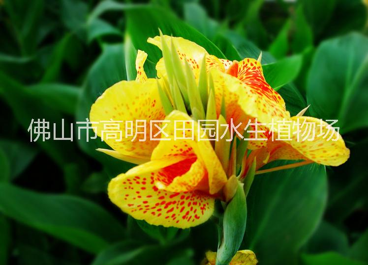 美人蕉