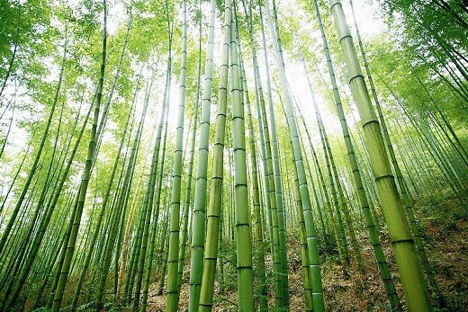 楠竹家具你不知道的那點事-中國楠竹產(chǎn)業(yè)網(wǎng)