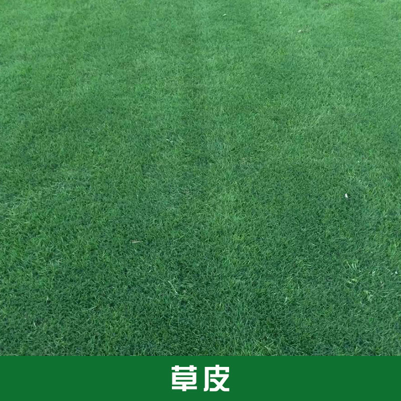 草皮批發(fā)暖季型草皮百慕大黑麥混播草坪廠家直銷