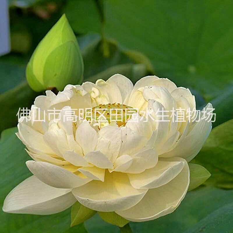 觀賞荷花 觀賞荷花和復瓣及重瓣荷花