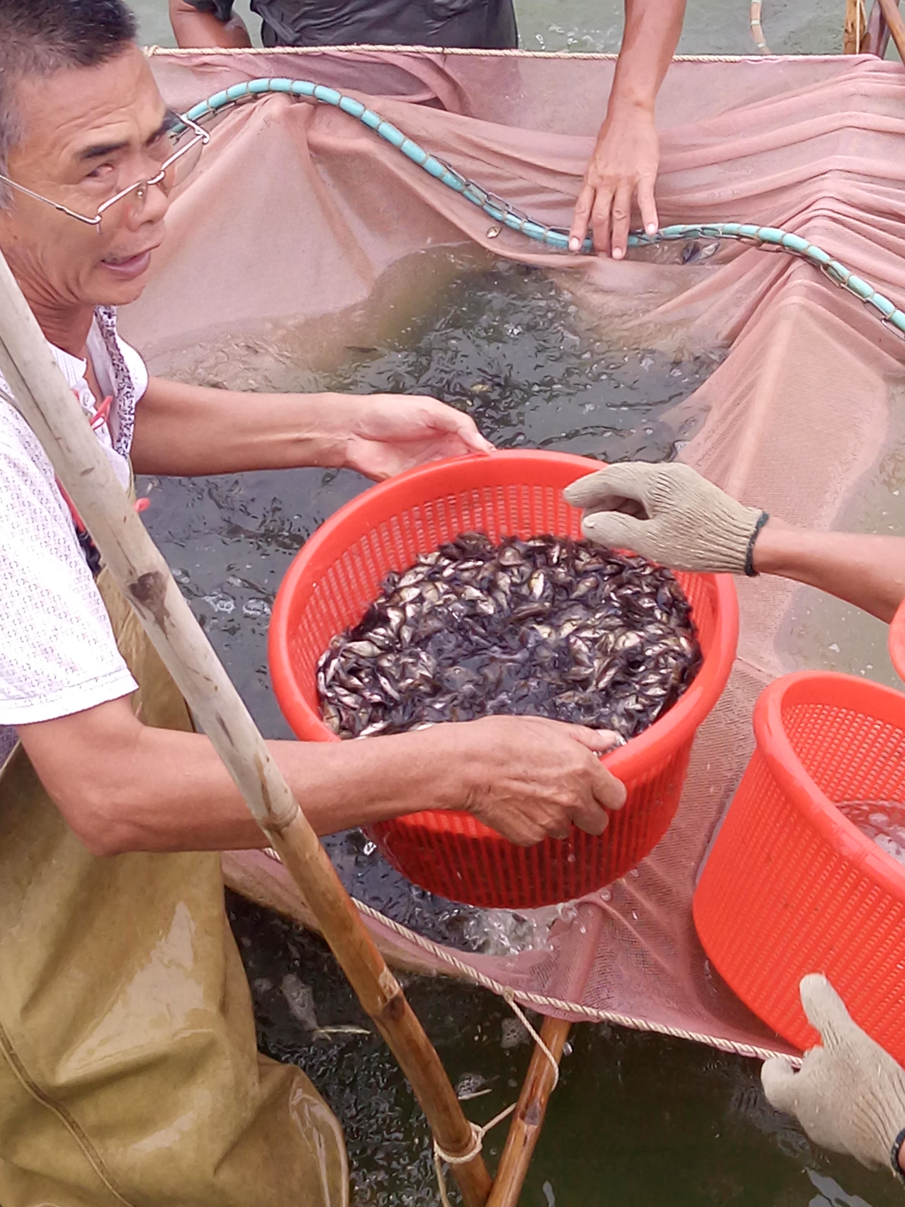 鱖魚苗 翹嘴桂花苗 廣東桂花魚