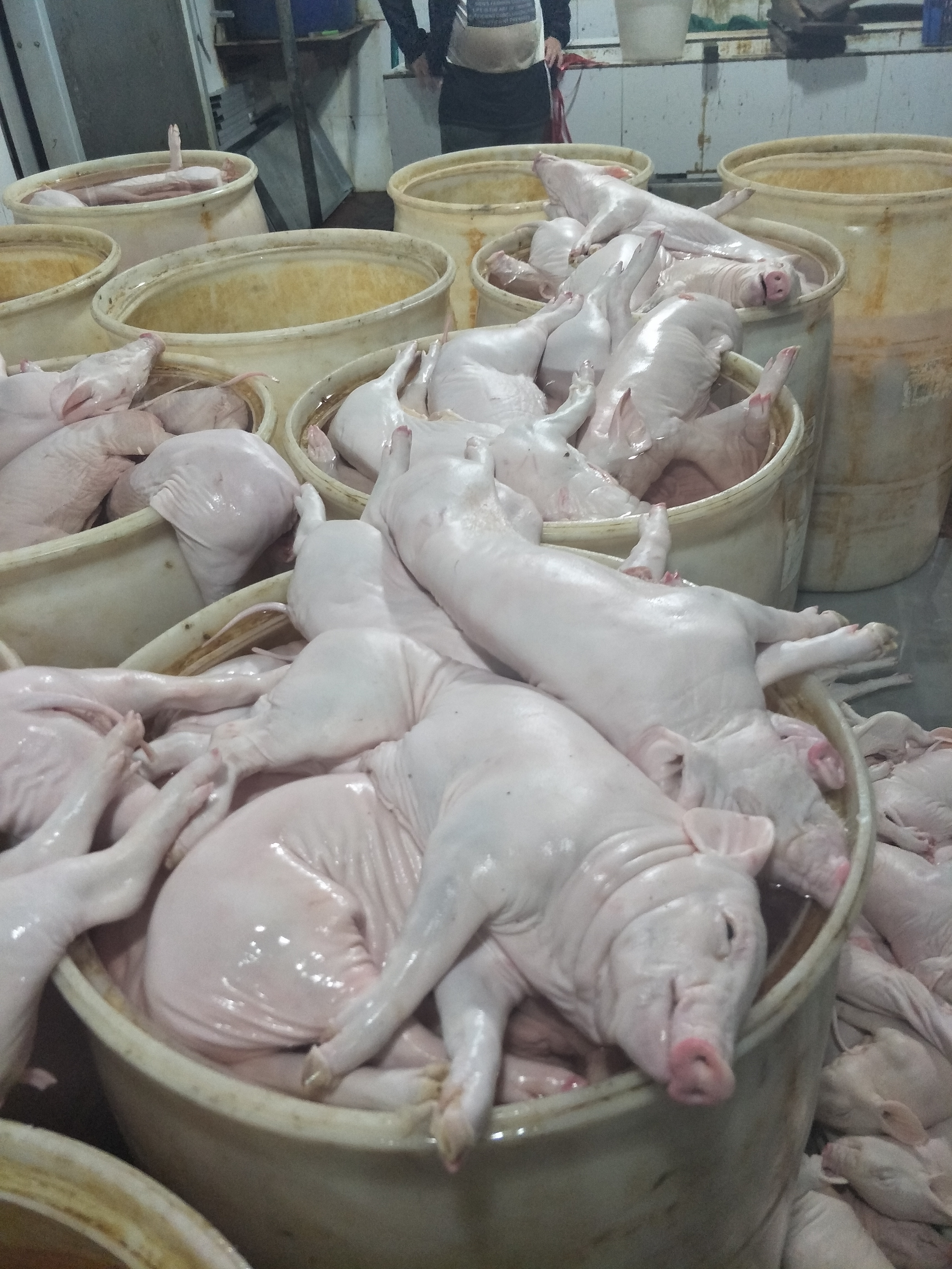 新鮮乳豬批發(fā)
