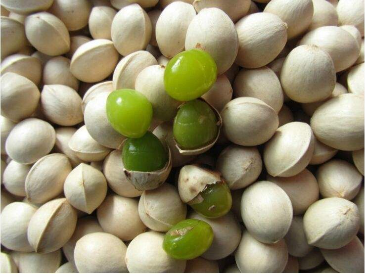 北京銀杏果 銀杏種子 批發(fā)