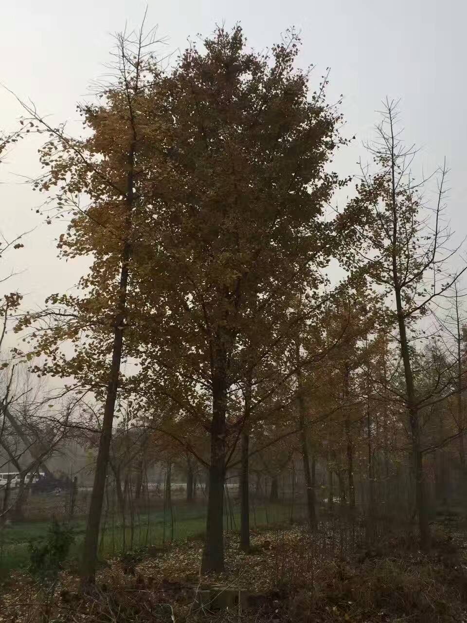 河北  銀杏樹  銀杏報價   銀杏樹  銀杏報價   批發(fā)  白果樹 銀杏樹  銀杏報價   白果樹 銀杏樹    白