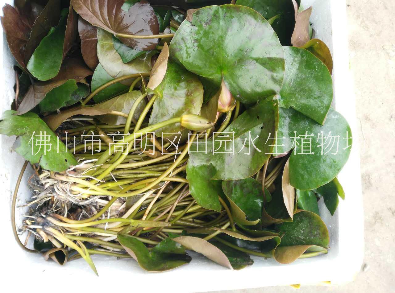 睡蓮 多色睡蓮