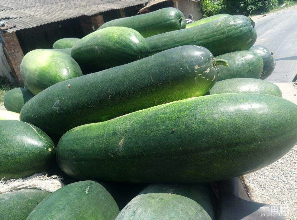 湖北白皮冬瓜 咸寧白皮冬瓜蔬菜基地
