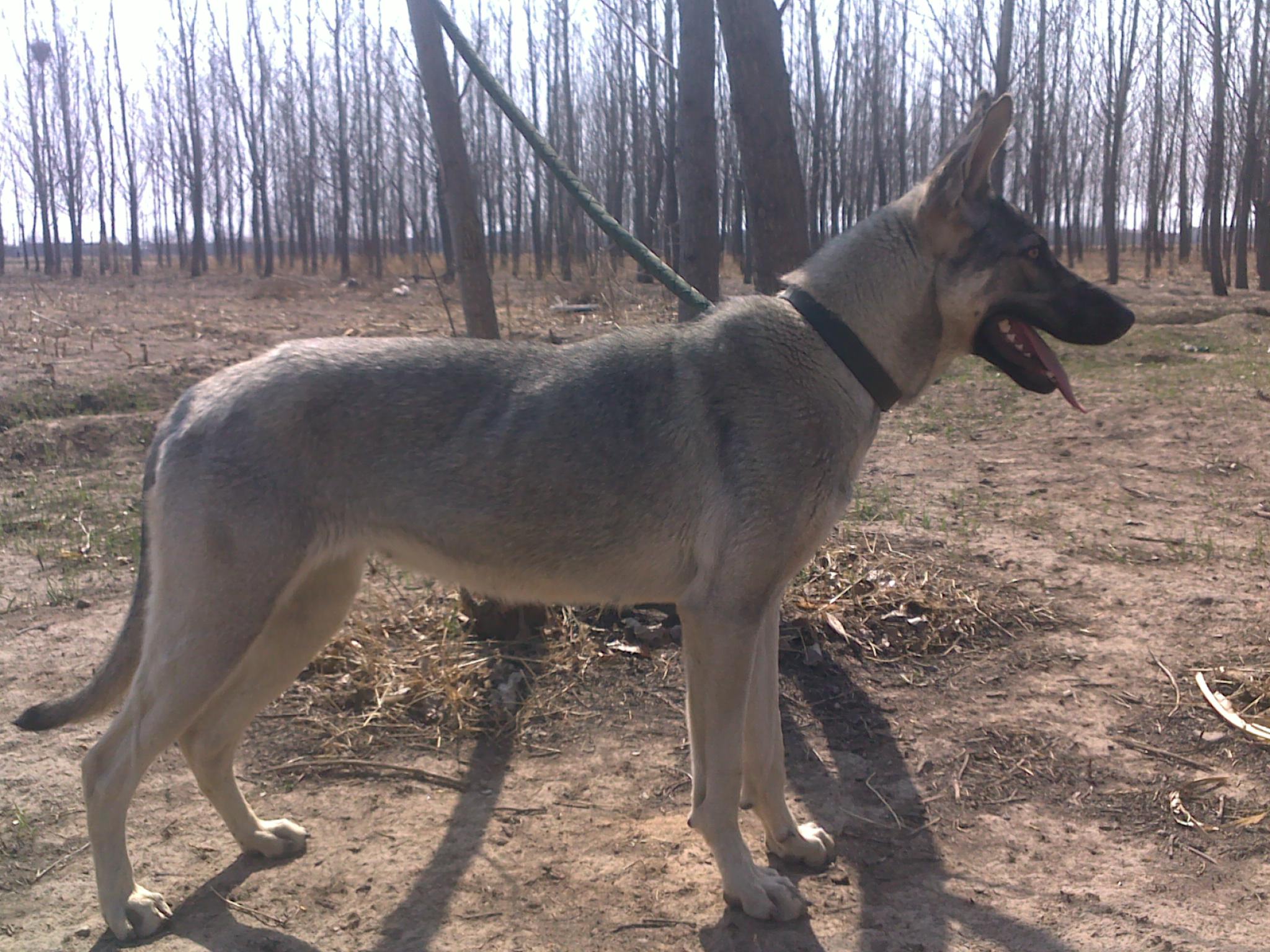 幼*青價格純小*青多少錢如何訓(xùn)練怎么賣*青圖片