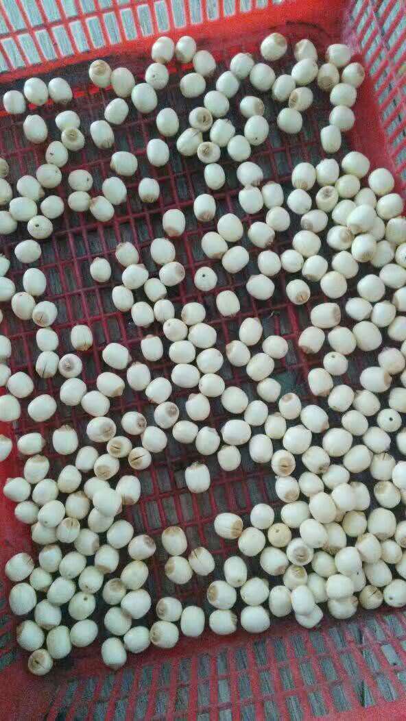 湖南香甜蓮子禮盒裝報價，湖南蓮子禮盒裝價格，蓮子禮盒裝供貨商