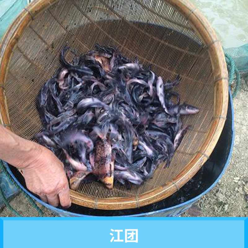 四川星運(yùn)漁場(chǎng)江團(tuán)（長(zhǎng)吻鮠）特種水產(chǎn)養(yǎng)殖種苗優(yōu)質(zhì)江團(tuán)魚(yú)小苗批發(fā)