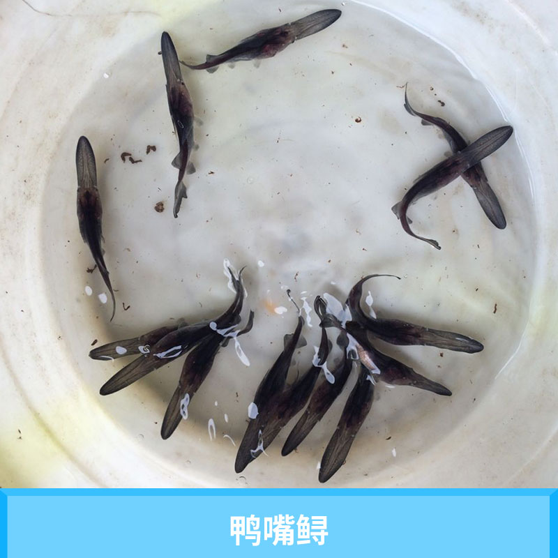 星運漁場鴨嘴鱘苗 水產(chǎn)養(yǎng)殖*鱘魚類種苗美國匙吻鱘/鴨嘴鱘魚苗