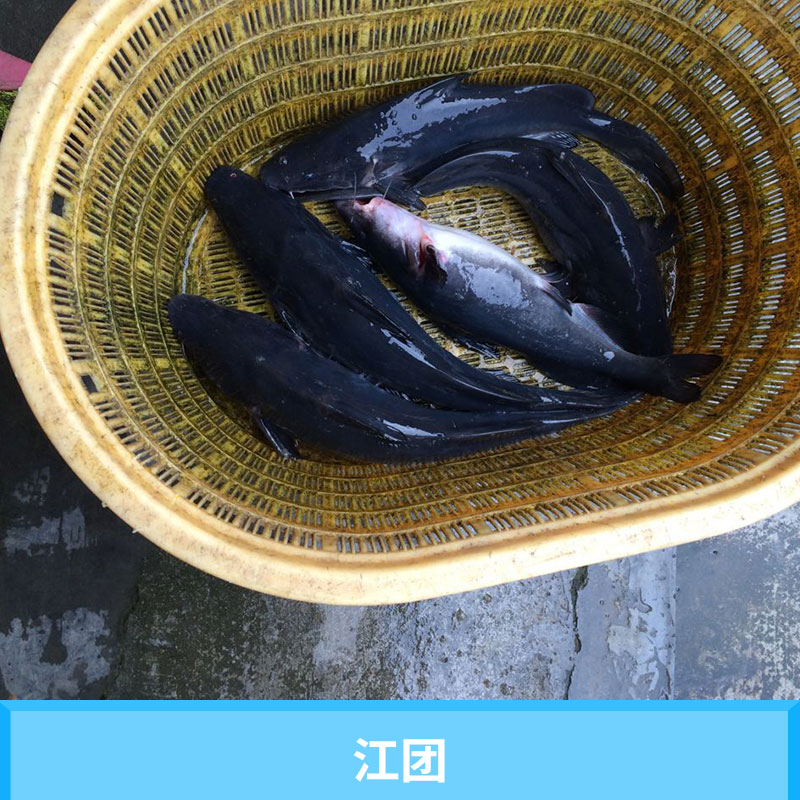 四川星運(yùn)漁場(chǎng)江團(tuán)（長(zhǎng)吻鮠）特種水產(chǎn)養(yǎng)殖種苗優(yōu)質(zhì)江團(tuán)魚(yú)小苗批發(fā)