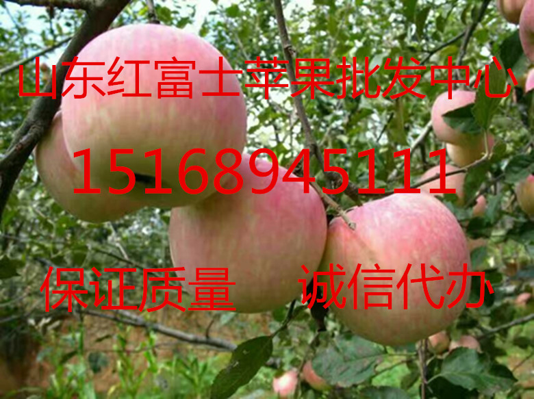 今日油桃*價格 山東油桃 山東油桃*價格