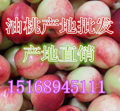 重慶油桃價(jià)格 油桃批發(fā)價(jià)格 重慶油桃批發(fā)