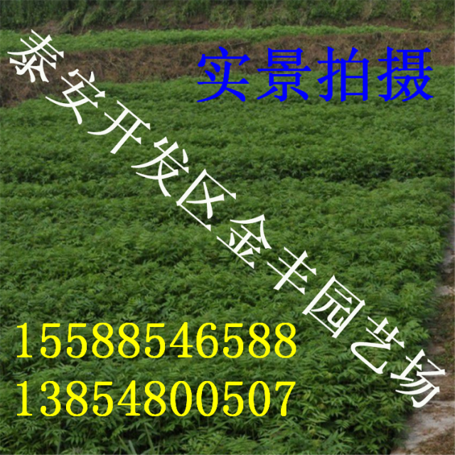 泰山紅油香椿苗 泰山紅油香椿苗培育基地紅油香椿苗 泰安香椿苗哪里有 泰安香椿苗供應(yīng) 泰安香椿苗批發(fā)價(jià)