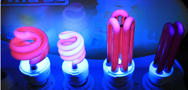 【廠家直銷】供應(yīng)紫外線誘蟲節(jié)能燈 U形紫光燈3U黑光燈 消毒燈 誘蟲燈