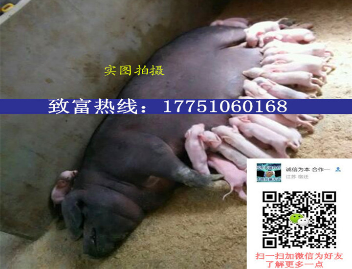 【三元仔豬】市場(chǎng)批發(fā)價(jià)格_三元仔豬采購(gòu)廠家 三元仔豬廠家