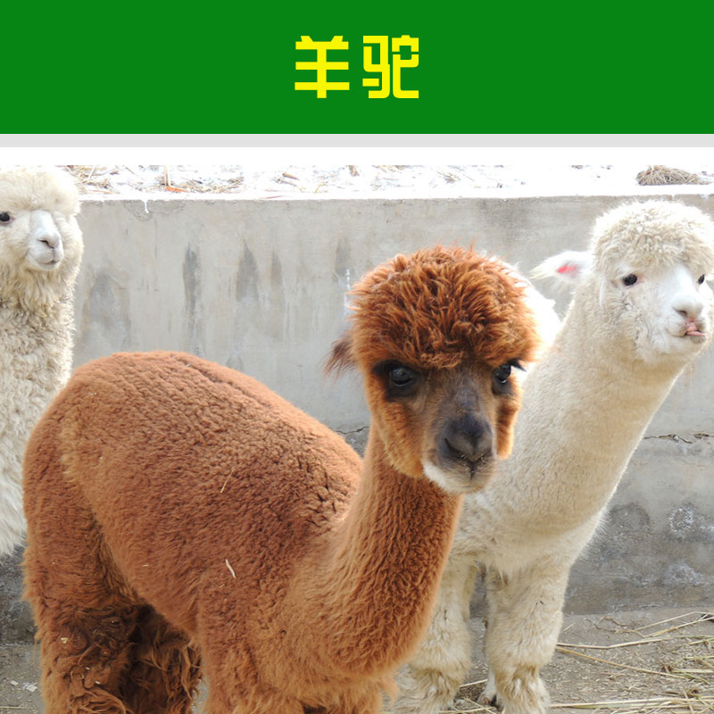 *多少錢一只 *批發(fā) *報(bào)價(jià) *養(yǎng)殖場 *養(yǎng)殖技術(shù)培訓(xùn)