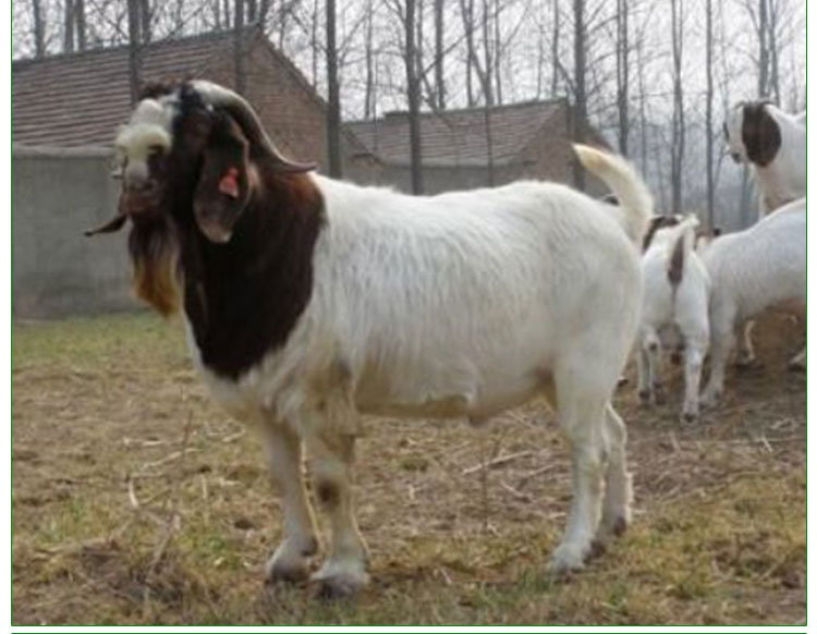 山東*價(jià)格報(bào)價(jià) 山東*價(jià)格多少錢 *羊羔報(bào)價(jià)