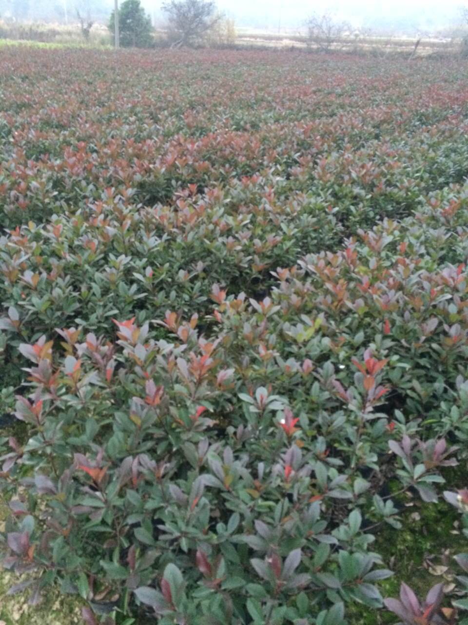 浙江紅葉石楠價(jià)格|浙江紅葉石楠種植|浙江紅葉石楠大杯苗價(jià)格