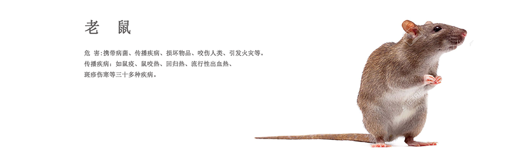 咸寧滅鼠 咸寧滅老鼠 咸寧專業(yè)滅