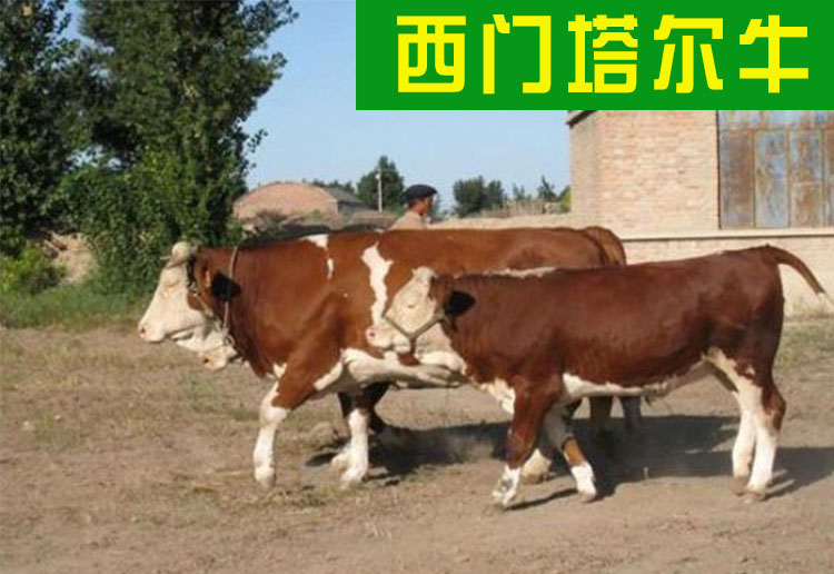 哪里有賣西門塔爾牛多少錢
