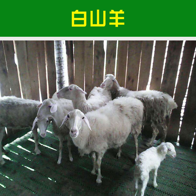 山東白山羊價格 白山羊價格多少 哪家白山羊價格便宜白山羊*惠