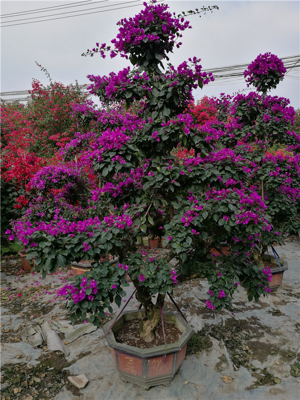 三角梅盆景 紅花三角梅盆景 基地直銷
